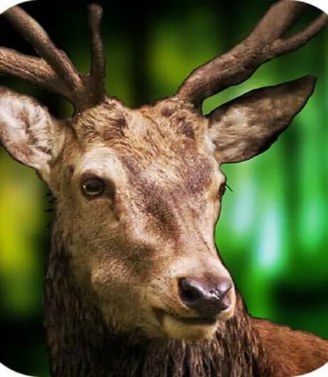 3D Deer Sniper Hunting Game 2017