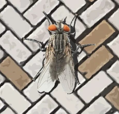 A Fly in the Array