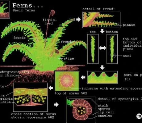 Biologica!