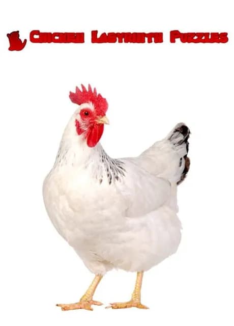 Chicken Labyrinth Puzzles