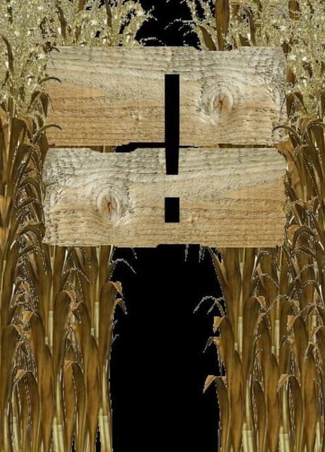 Corn Maze