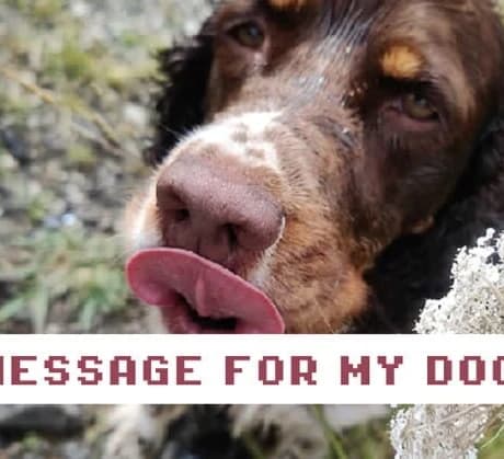 Message for My Dog
