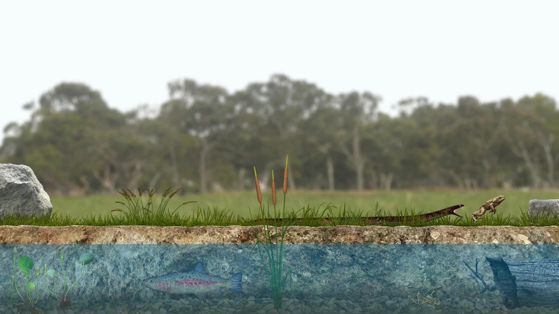 A toad well travelled screenshot 1