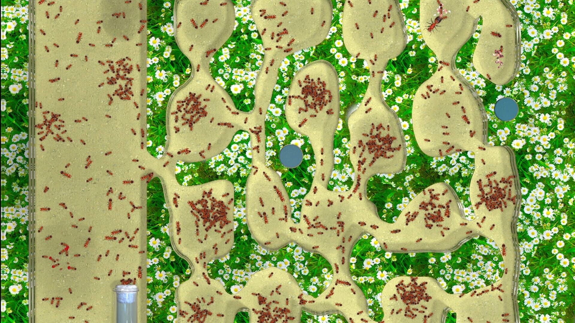 Ant Farm Simulator screenshot 3