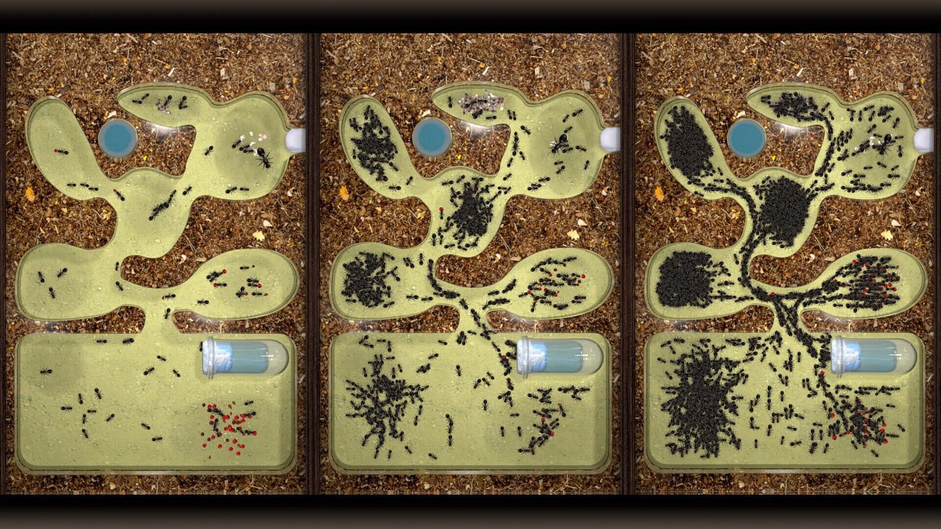 Ant Farm Simulator screenshot 1
