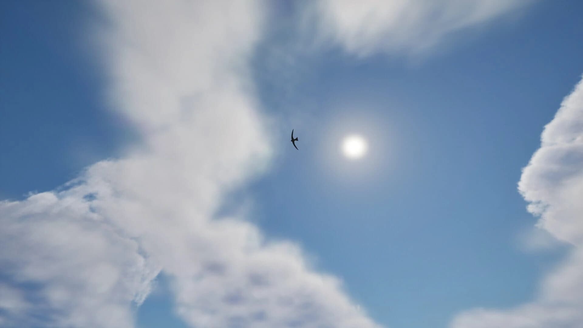 APUS: Bird Simulator screenshot 1