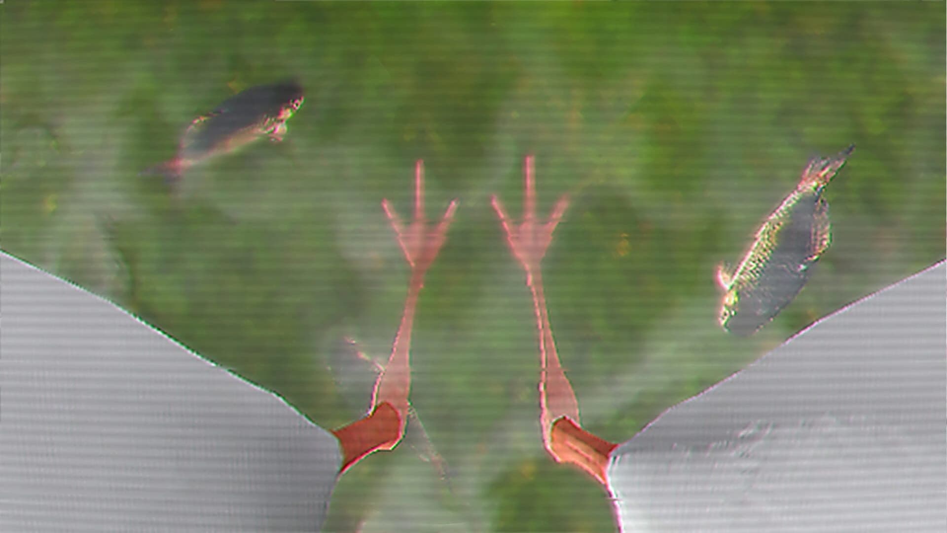 Ibis AM screenshot 5