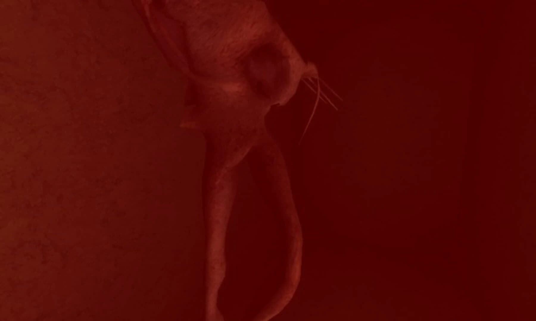 Labyrinth screenshot 3