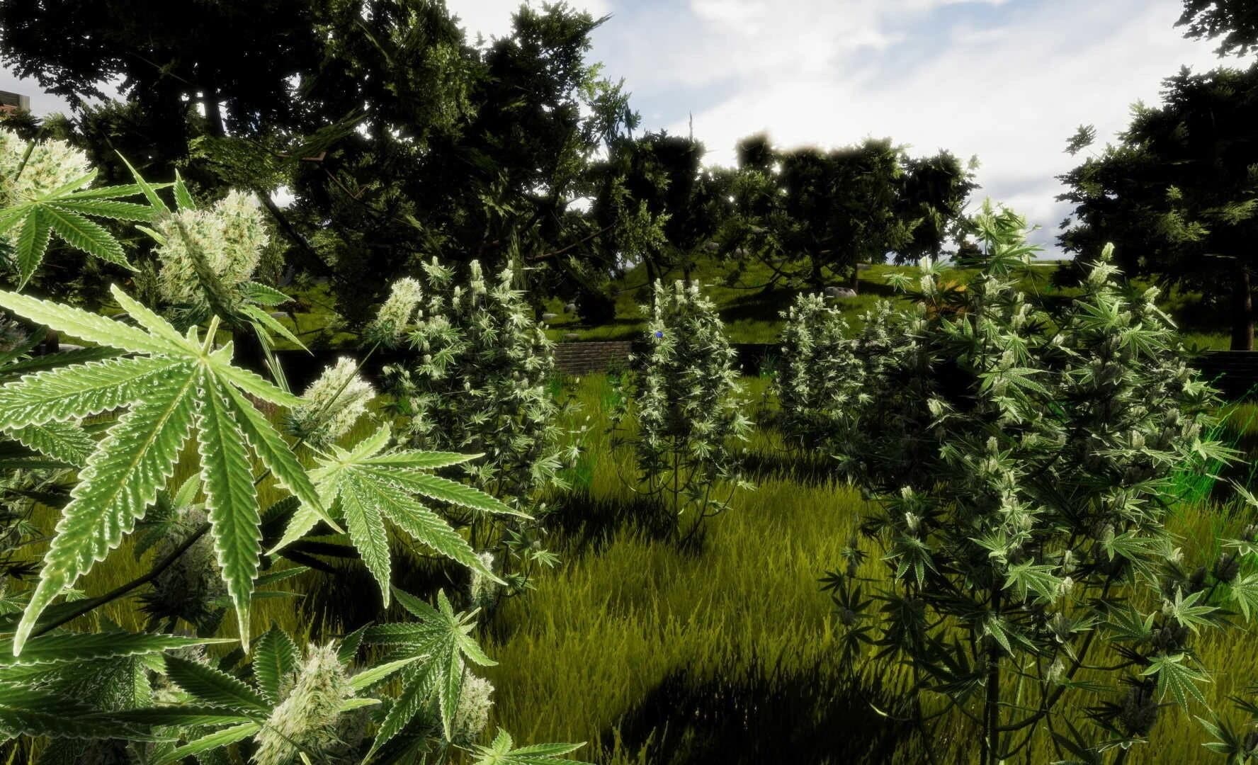 Medicinal Herbs: Cannabis Grow Simulator screenshot 2
