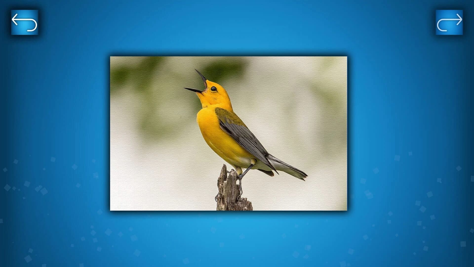 Puzzle: Birds screenshot 3