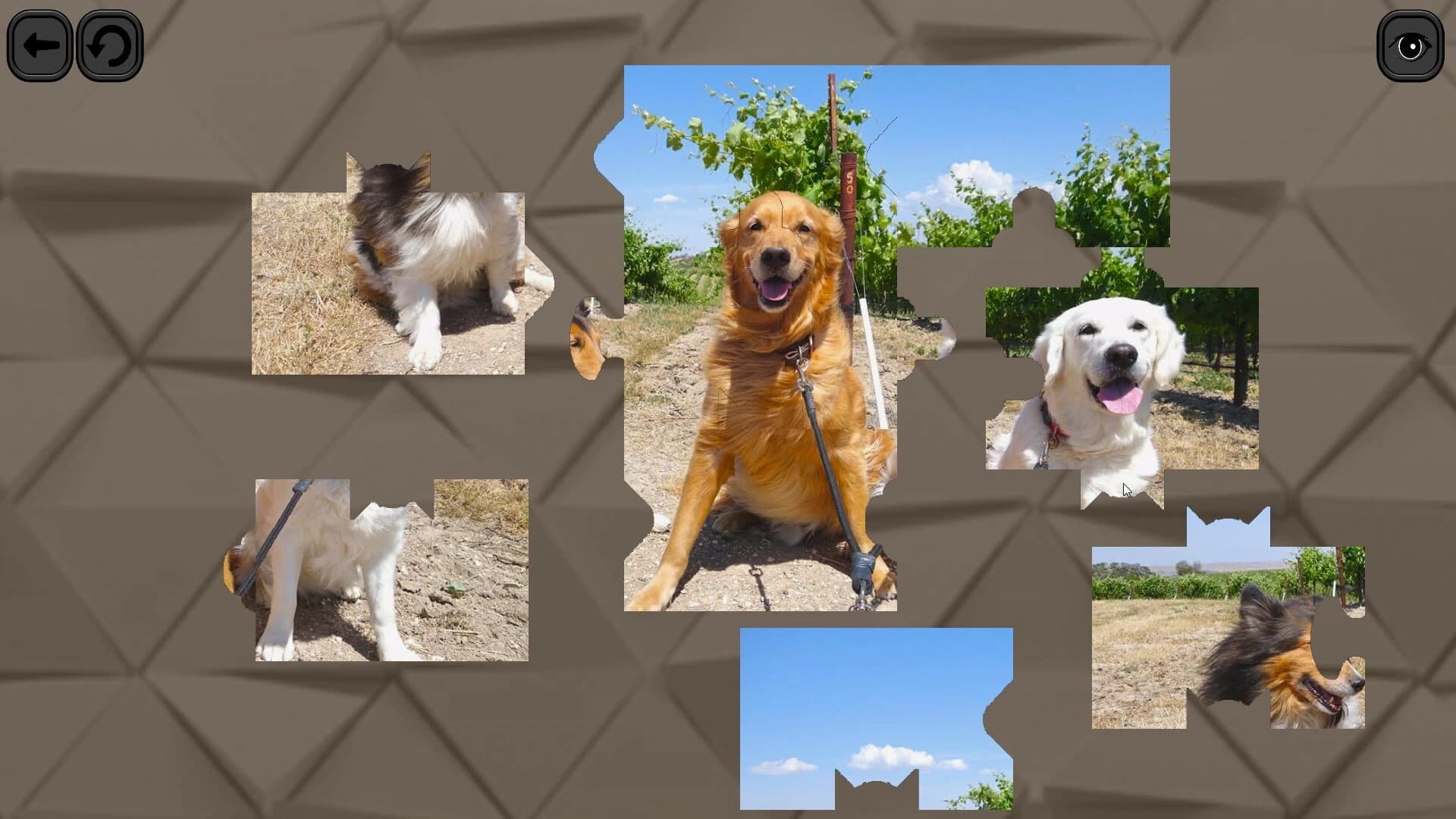 Puzzles for smart: Dogs screenshot 4