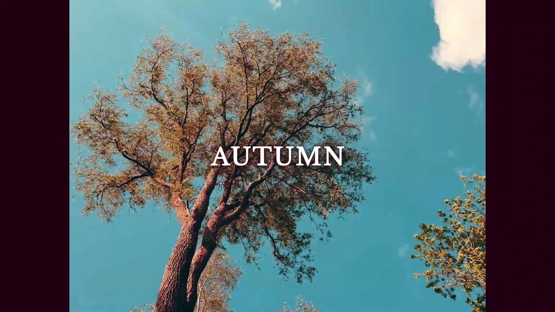 Screenplay in Autumn screenshot 1
