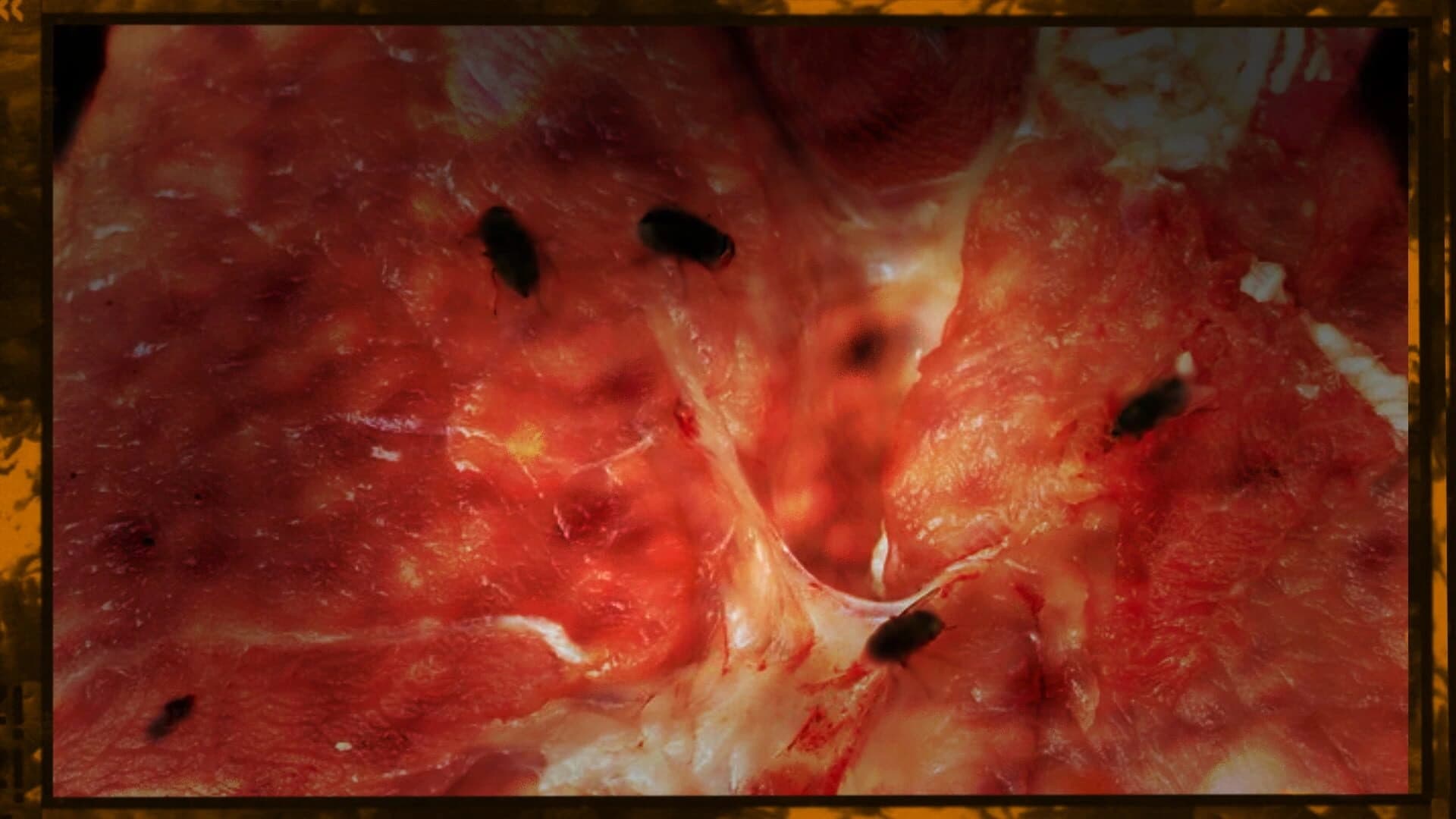 The Red Dowry screenshot 5